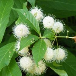 Buttonbush - individual plant