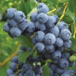 Duke Blueberry Plant