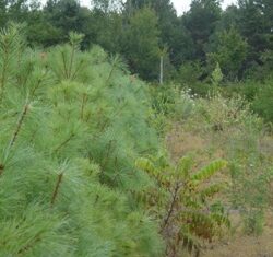 White Pine - 5 Pack of Trees