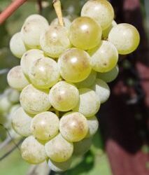 Grape Vines - Brianna (white) - 5-Pack