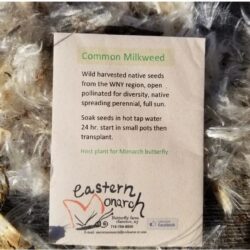 Common Milkweed - Seed Packet