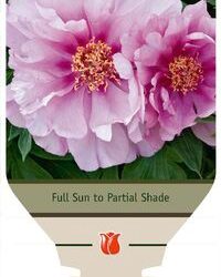 Paeonia Itoh Itoh: First Arrival - 3-Pack
