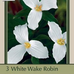 Trillium Grandiflorum Snowy White - 5-Pack