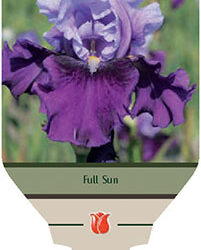Iris Germanica: Bluebird Wine - 3-Pack
