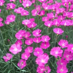 Dianthus Firewitch - 5-Pack