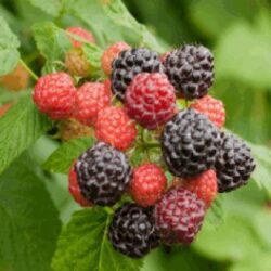 Black Raspberry - Jewel - 5 Pack of Plants