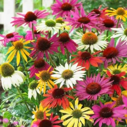 Echinacea: Pollynation Mix - 5-Pack