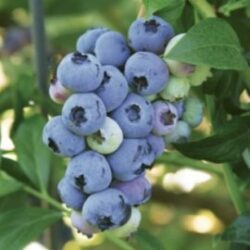 Blueray Blueberry Plant