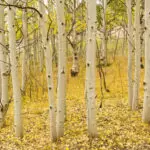 Quaking Aspen - 5-Pack of Trees